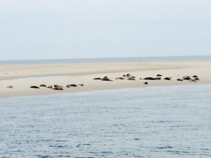 seals