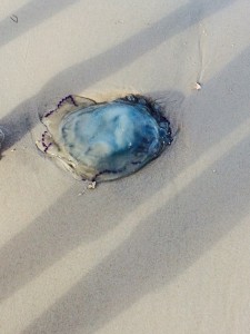 Jellyfish